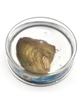 ⁦قلادة لؤلؤ⁩ - الصورة ⁦5⁩